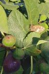 Brintesia circe