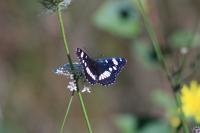Limenitis reducta