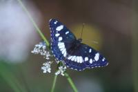Limenitis reducta