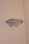Timandra comae