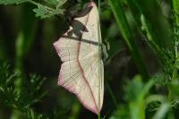 Timandra comae
