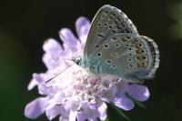 Polyommatus icarus