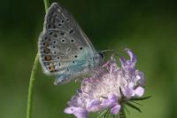 Polyommatus icarus