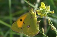 Colias crocea