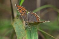 Lycaena tityrus