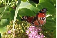 Aglais io
