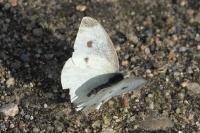 Pieris rapae