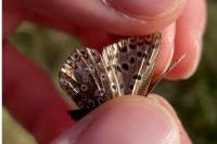 Polyommatus icarus