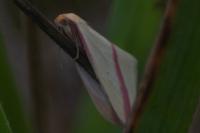 Rhodometra sacraria
