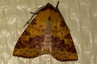 Xanthia togata