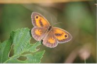 Pyronia tithonus