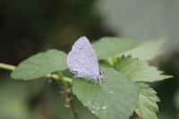 Celastrina argiolus