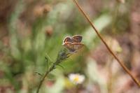 Aricia agestis