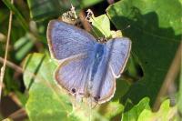Lampides boeticus