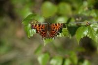 Polygonia c-album