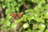 Polygonia c-album