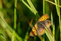 Lycaena tityrus