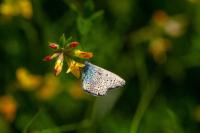 Polyommatus icarus