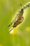 Zygaena filipendulae