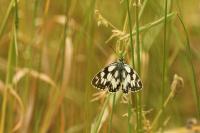 Melanargia galathea
