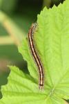 Malacosoma neustria