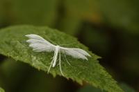Pterophorus pentadactylus