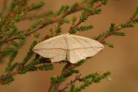 Timandra comae