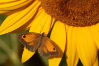 Pyronia tithonus