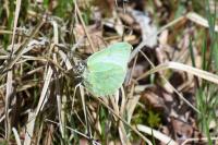 Gonepteryx rhamni