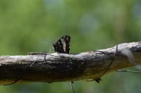 Brintesia circe