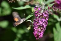 Macroglossum stellatarum