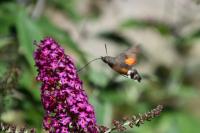 Macroglossum stellatarum