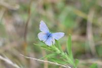 Polyommatus icarus