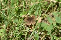 Maniola jurtina
