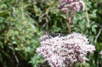 Limenitis reducta