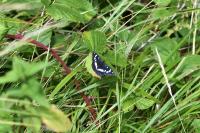 Limenitis reducta