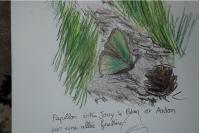 Callophrys rubi