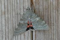 Catocala elocata