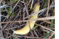 Nymphalis polychloros