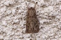 Xylocampa areola