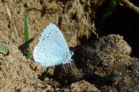 Celastrina argiolus