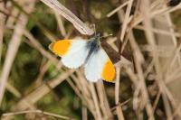 Anthocharis cardamines