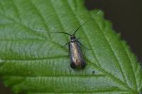 Adela reaumurella