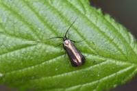 Adela reaumurella