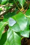 Celastrina argiolus