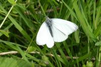 Pieris brassicae
