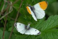 Anthocharis cardamines