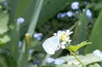 Celastrina argiolus