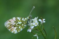 Anthocharis cardamines