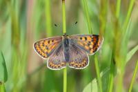 Lycaena tityrus